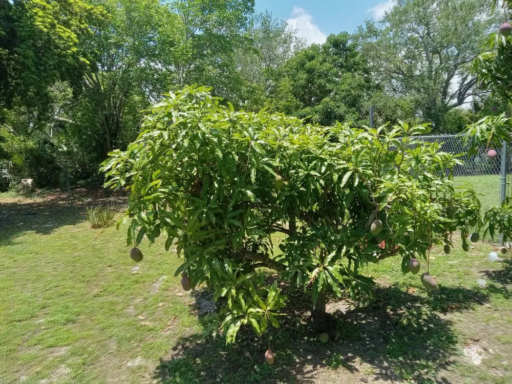 Local landscape design experts serving Goulds, FL - T Do It All