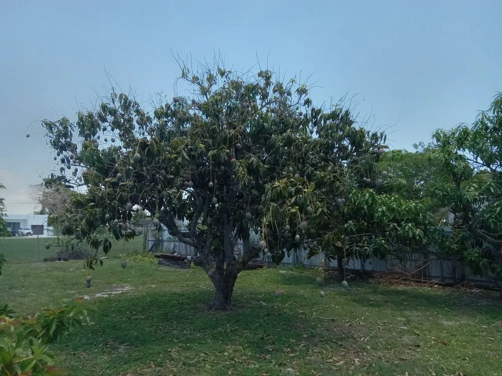 Top-rated landscaping services near you across Goulds, FL - T Do It All