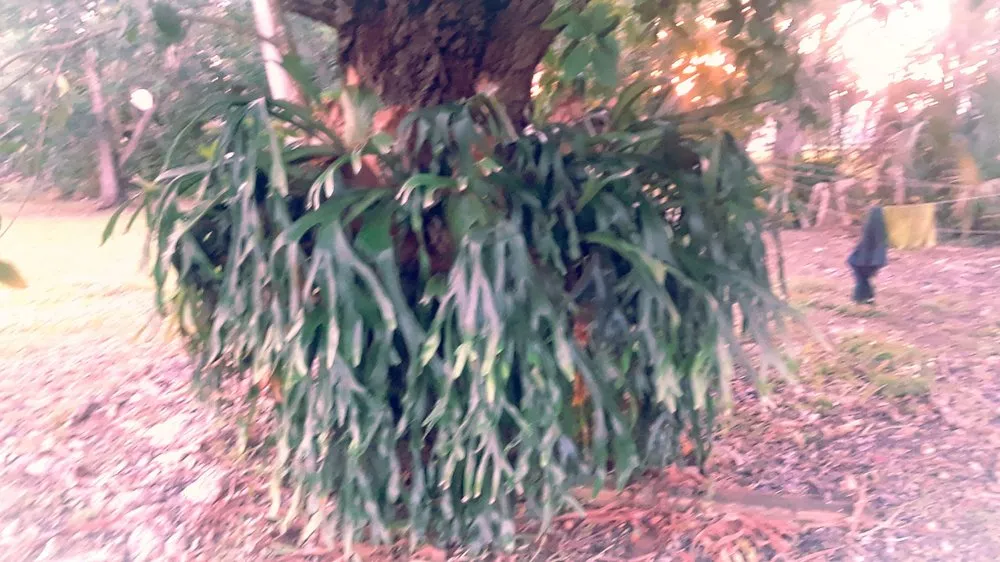 Professional yard cleanup service in Goulds, FL by T Do It All