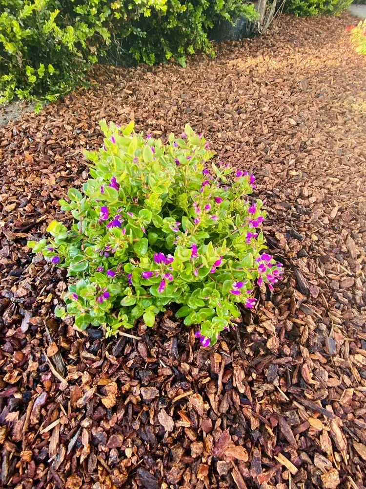 Expert yard maintenance experts serving San Leandro, CA - T. Hoang Landscaping