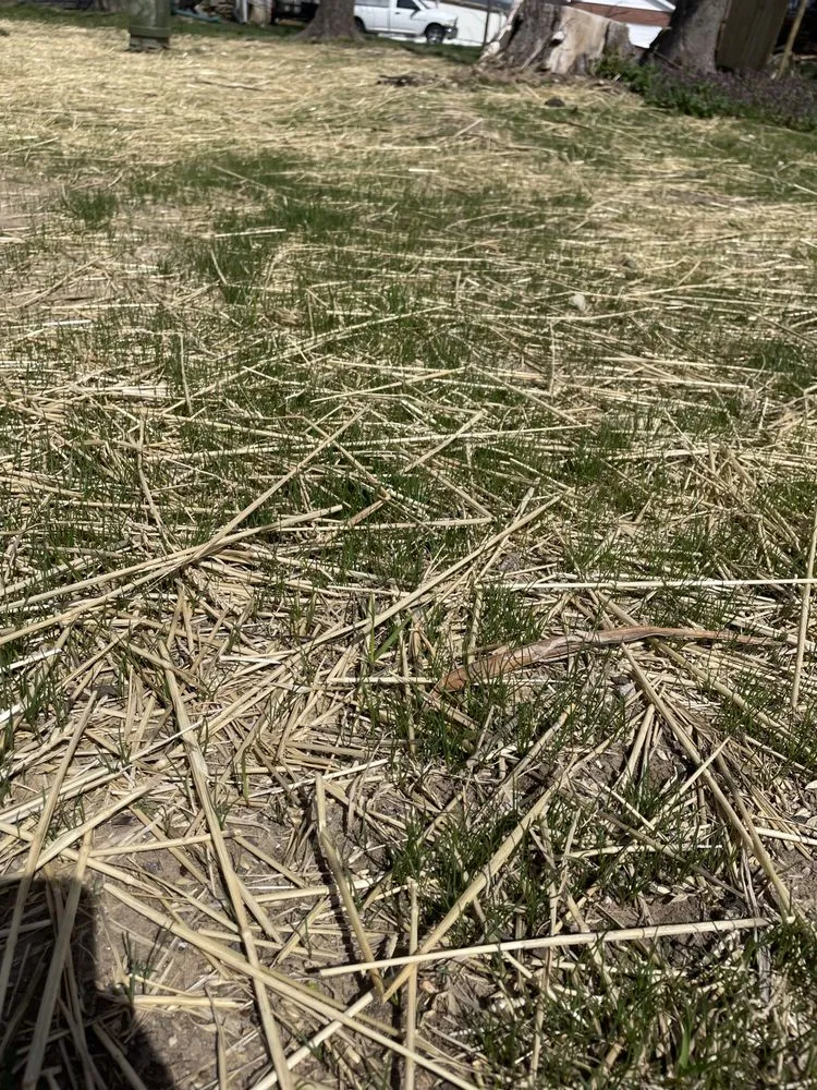 Expert lawn care service for beautiful yards across Columbia, MO - T Jones Builders & Landscaping