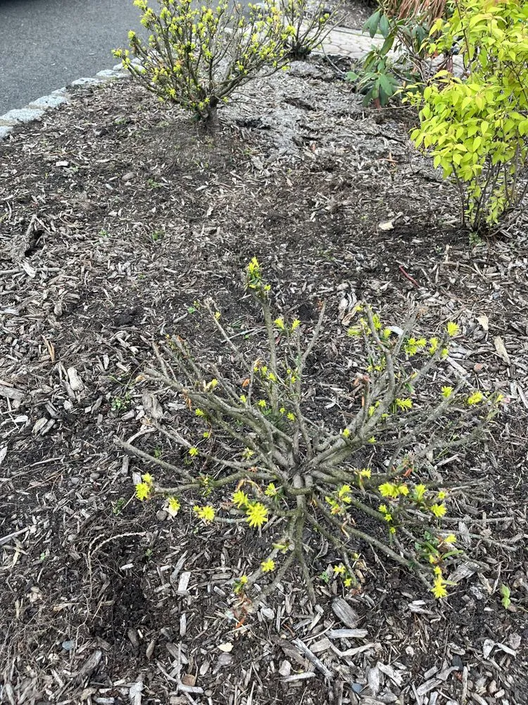 Local yard cleanup service in Montville, NJ by T Landscaping