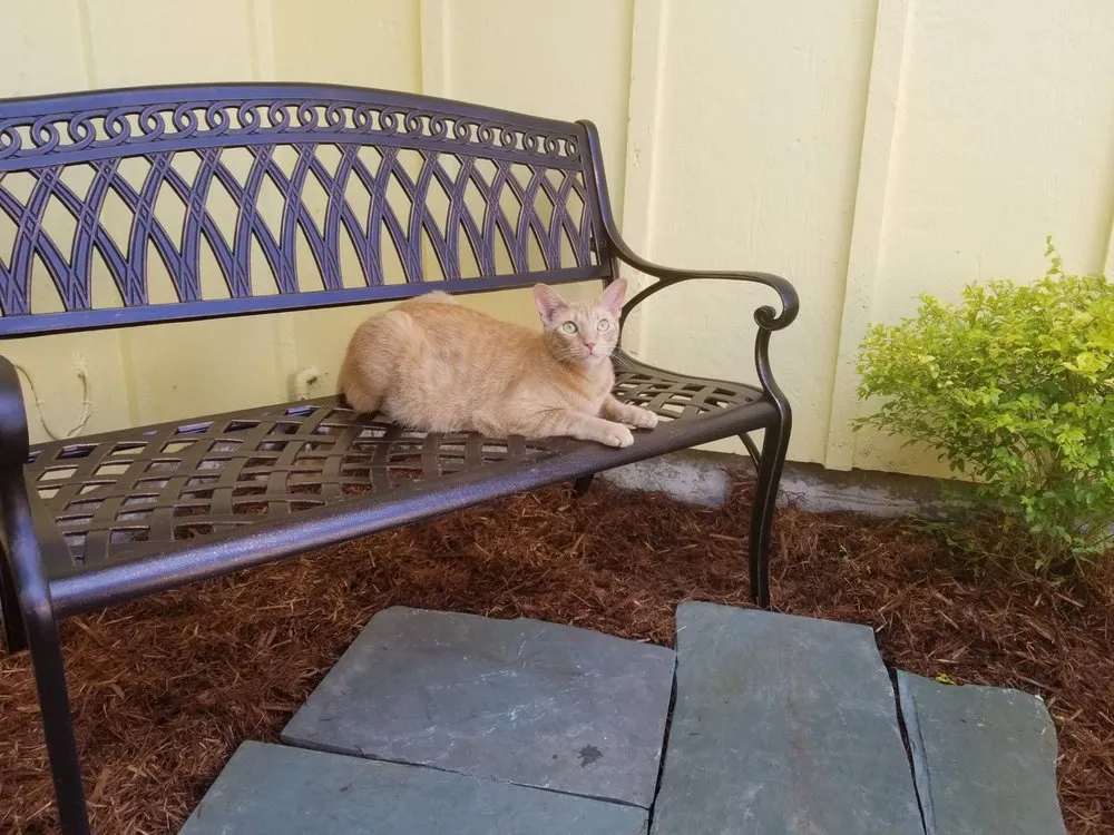 Professional lawn care service for year-round maintenance across Belle Chasse, LA - T O's Lawn & Landscaping