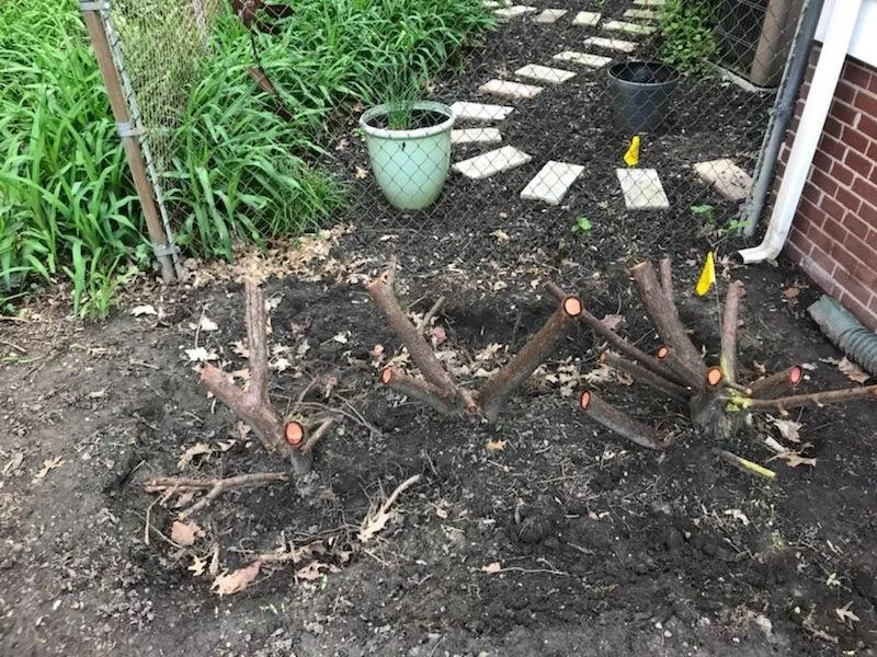 Expert garden landscaping in Waterford, MI by T-Rox Stump Grinding