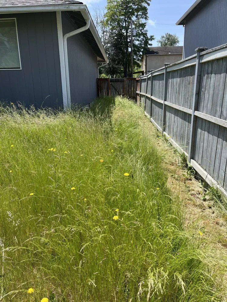 Expert yard cleanup service in Tacoma, WA by T Town Home Services