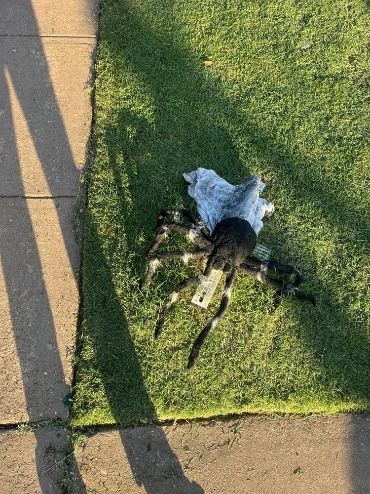 Expert yard cleanup service near you in Garland, TX by T22 Lawn Cutters