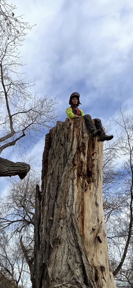 Expert yard cleanup service for residential properties in Grand Junction, CO by T4 Tree Services