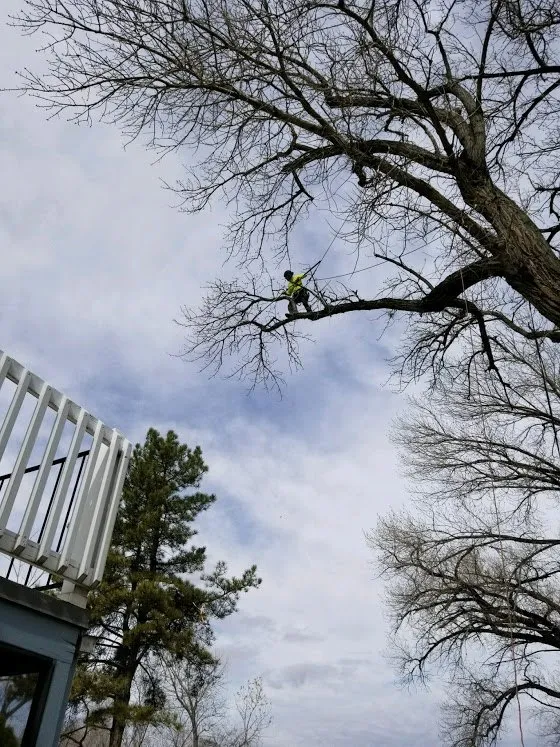 Affordable yard cleanup service in Grand Junction, CO - T4 Tree Services