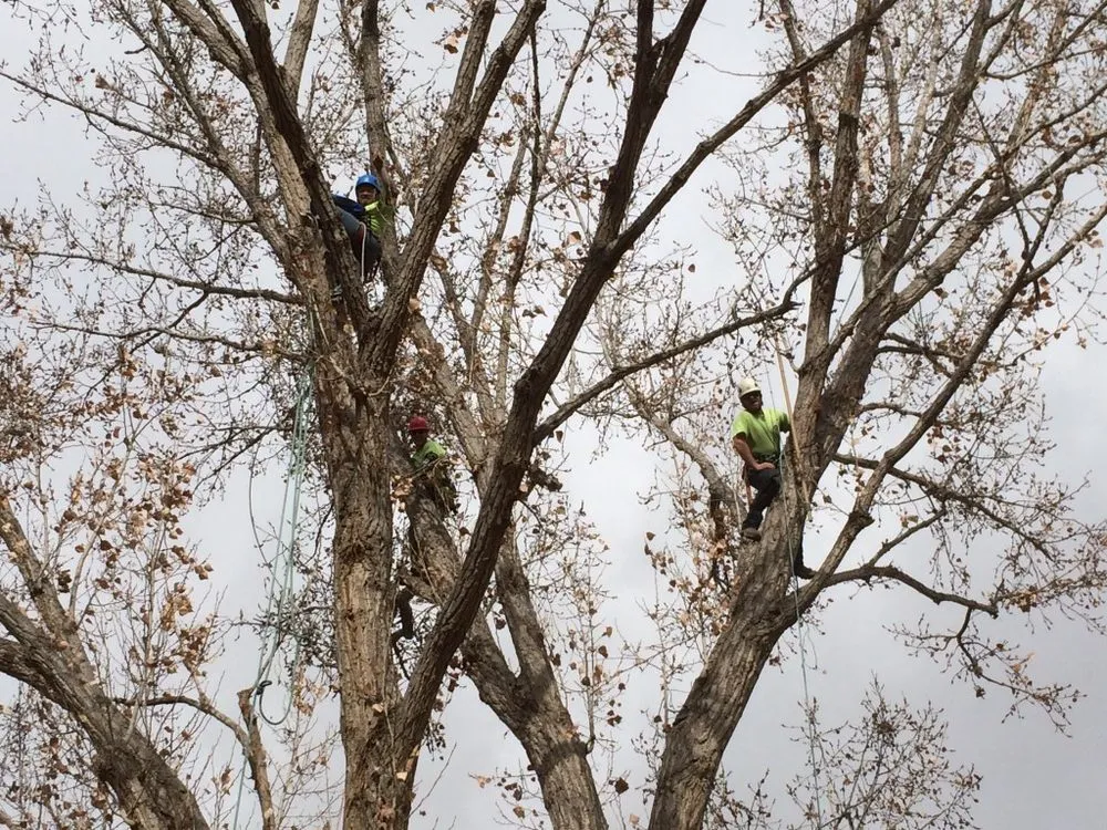Trusted garden landscaping in Grand Junction, CO by T4 Tree Services