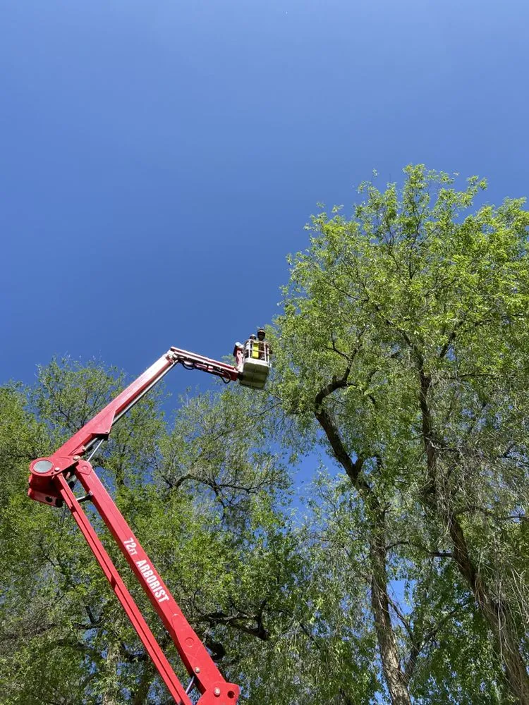 Expert yard maintenance for year-round maintenance across Grand Junction, CO - T4 Tree Services