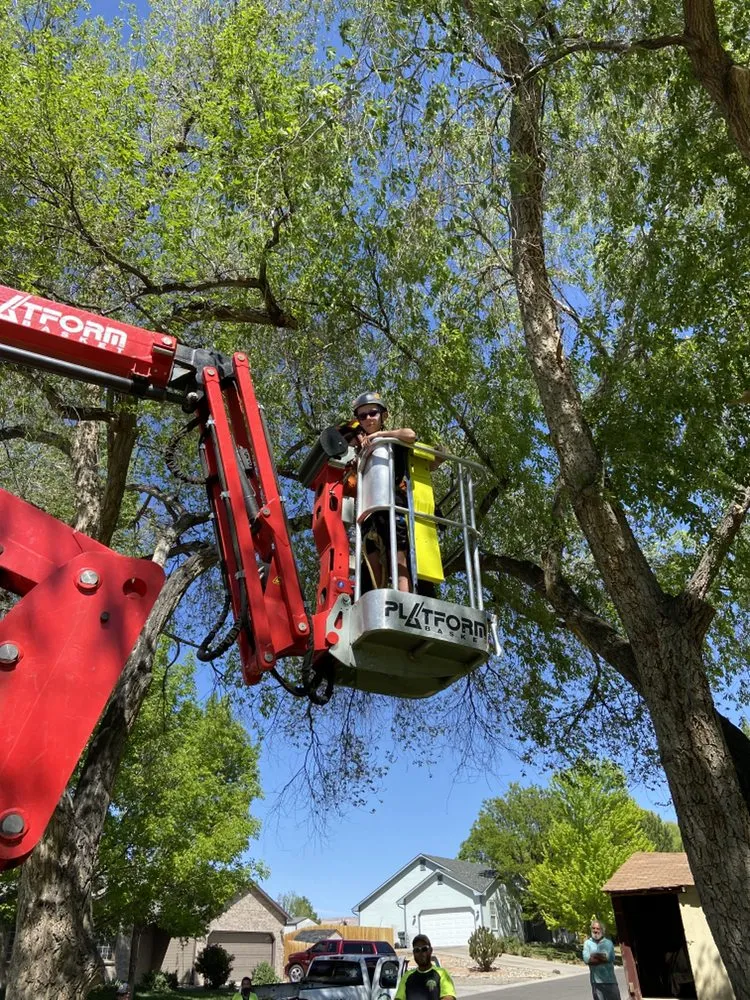 Local landscaping services in Grand Junction, CO - T4 Tree Services