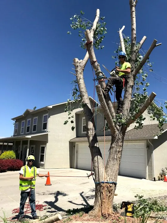 Top-rated landscape design for beautiful yards across Grand Junction, CO - T4 Tree Services