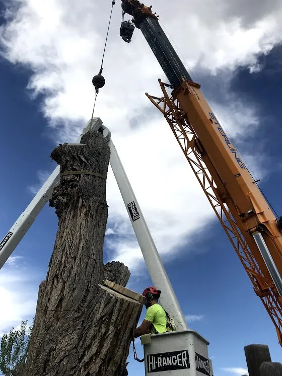 Affordable landscape installation in Grand Junction, CO - T4 Tree Services
