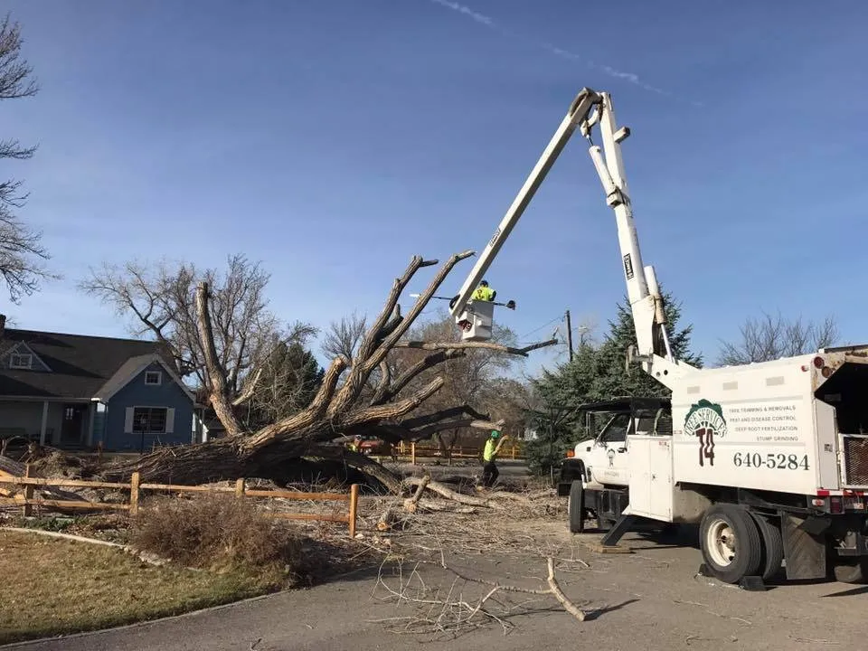 Top-rated yard maintenance in Grand Junction, CO - T4 Tree Services