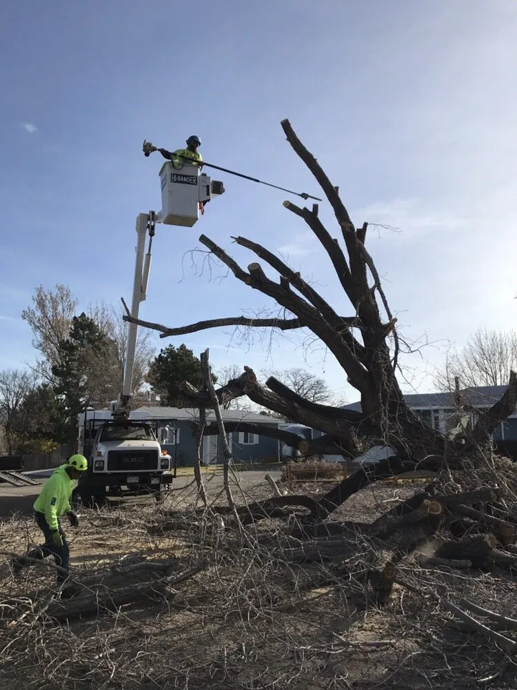 Custom yard maintenance near you across Grand Junction, CO - T4 Tree Services