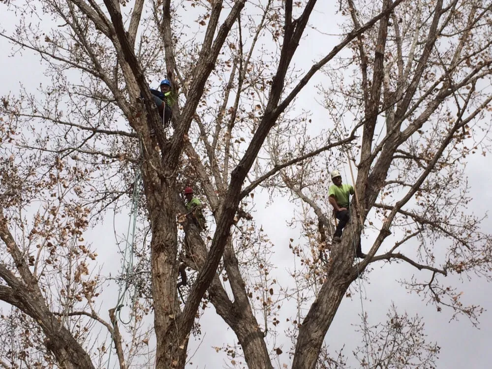 Local yard maintenance in Grand Junction, CO by T4 Tree Services