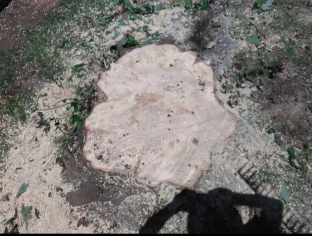 Local landscape design in Norman, OK - T&A Landscape Design & Tree Care