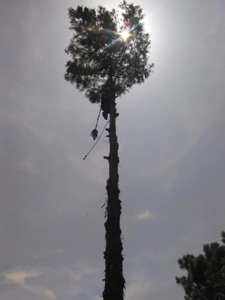 Professional outdoor landscaping experts serving Norman, OK - T&A Landscape Design & Tree Care