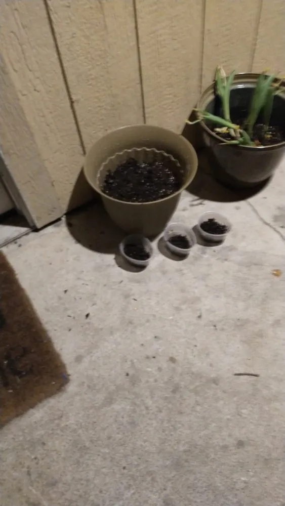 Top-rated landscape design for year-round maintenance in Port Neches, TX by TabbyMac’s Sparkling Service