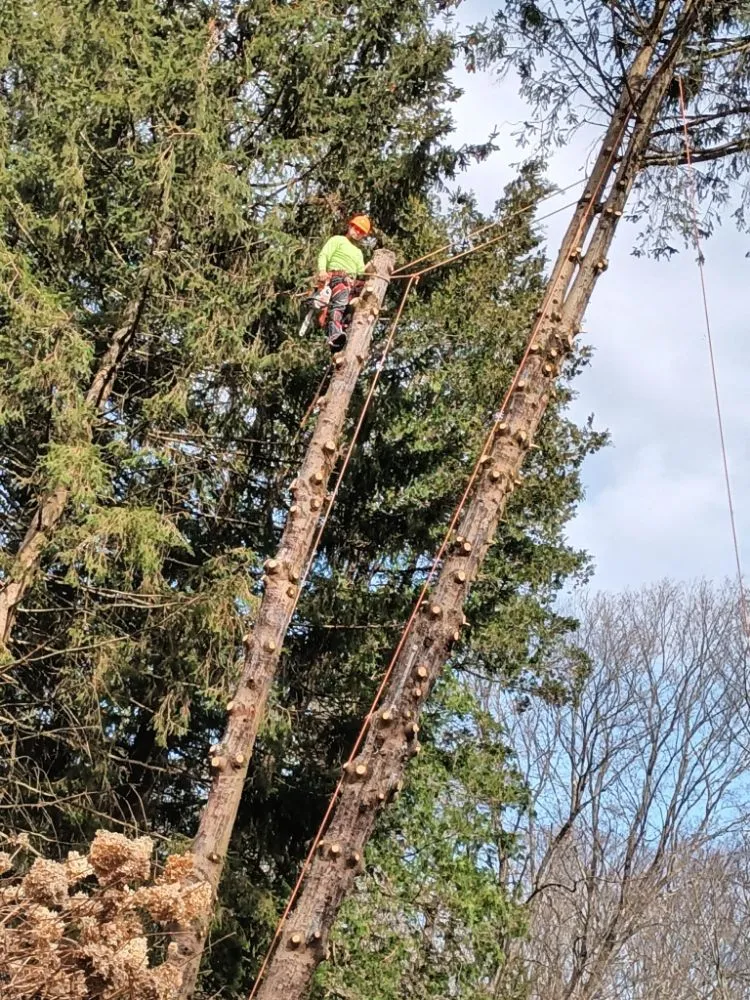 Expert landscaping services in Purdys, NY - Tabora Tree Service & Landscaping