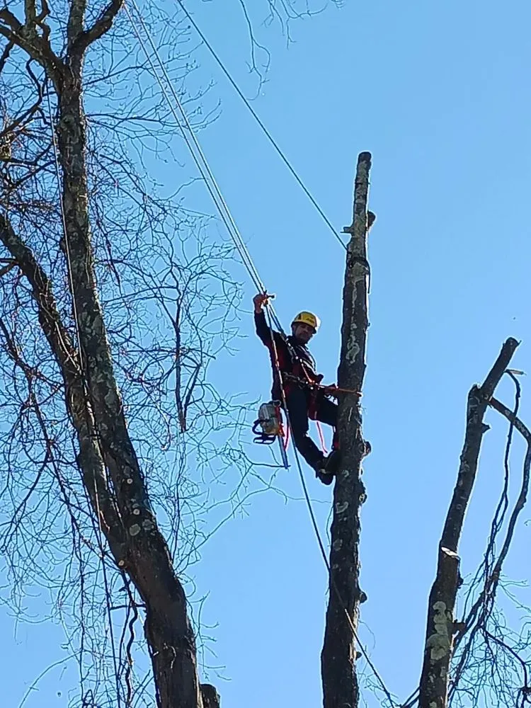 Local landscaping services in Purdys, NY - Tabora Tree Service & Landscaping