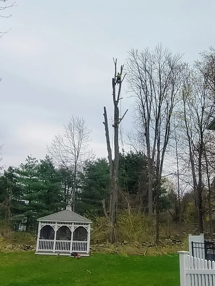 Reliable yard cleanup service for year-round maintenance in Purdys, NY by Tabora Tree Service & Landscaping