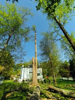Tabora Tree Service & Landscaping