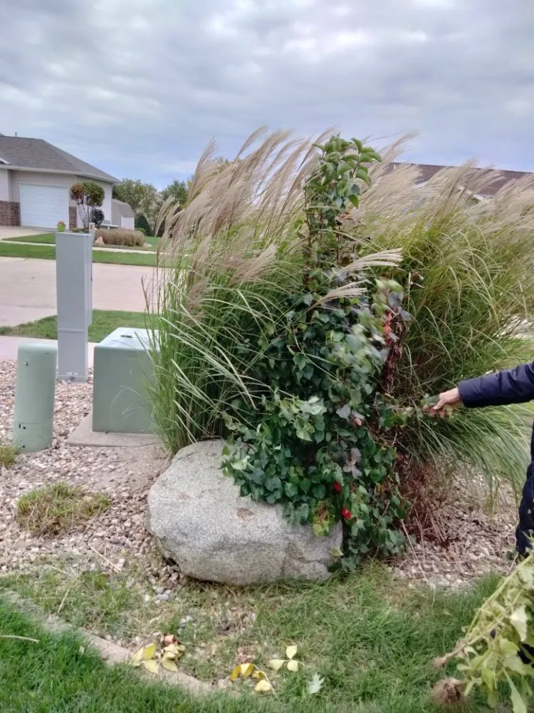 Affordable lawn mowing service in Anamosa, IA by Tab's Crew Enterprises