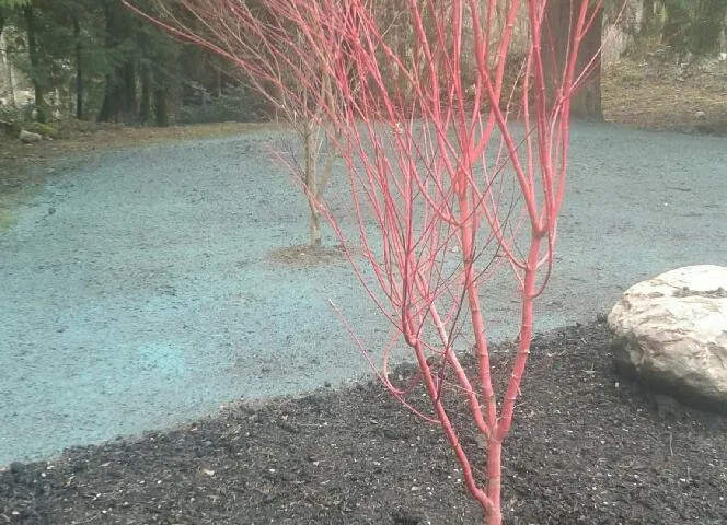 Affordable garden landscaping experts serving Tacoma, WA - Tacoma Hydroseeding