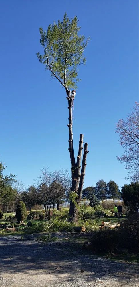 Affordable lawn mowing service for residential properties in Stafford, VA by Tactical Arborist Tree Service