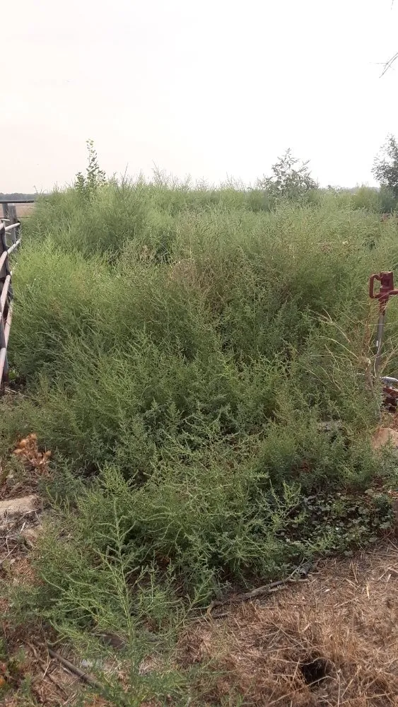 Local yard cleanup service in La Salle, CO by Tactical Grounds Lawn Care