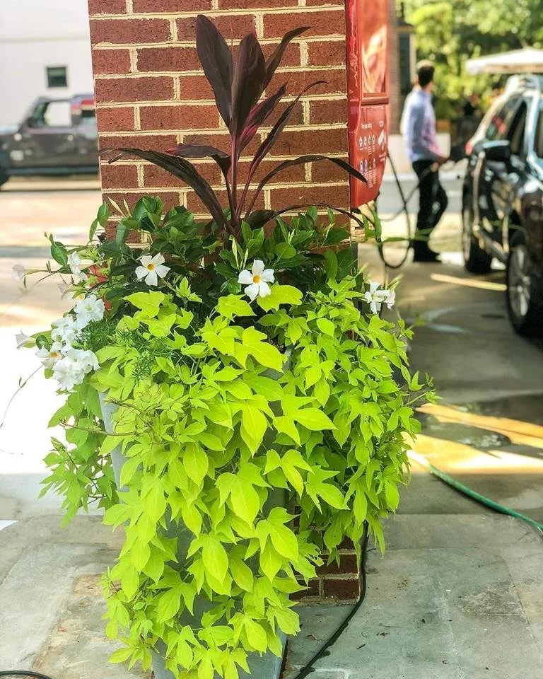 Top-rated yard maintenance near you across Alexandria, VA - Tactical Land Care