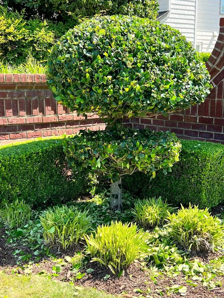 Top-rated yard maintenance for residential properties across Virginia Beach, VA - Tactical Landscape Care