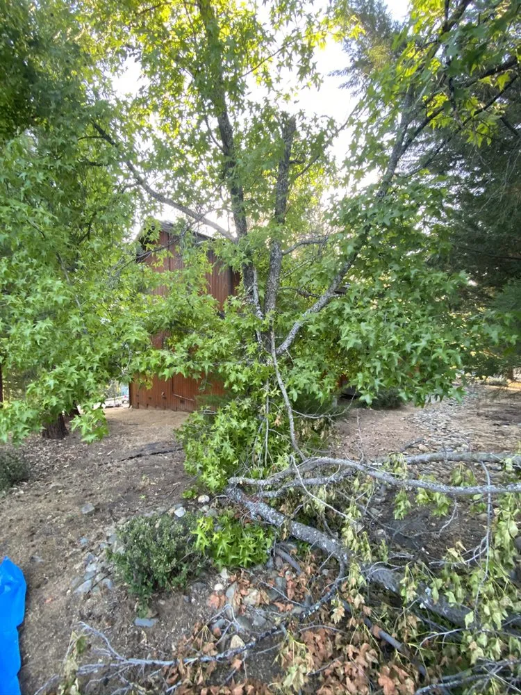Trusted yard cleanup service for outdoor upgrades in Groveland, CA by Tactical Landscaping and Home Repair