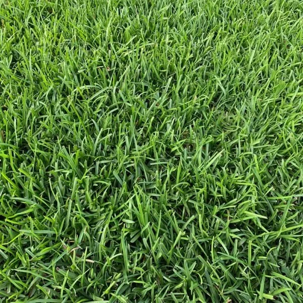 Custom yard cleanup service experts serving Aberdeen, NC - Tactical Lawn Solutions