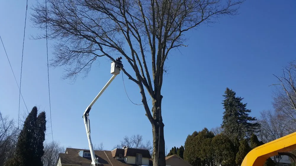 Top-rated landscape installation for year-round maintenance across Poland, OH - Tactical Tree Care