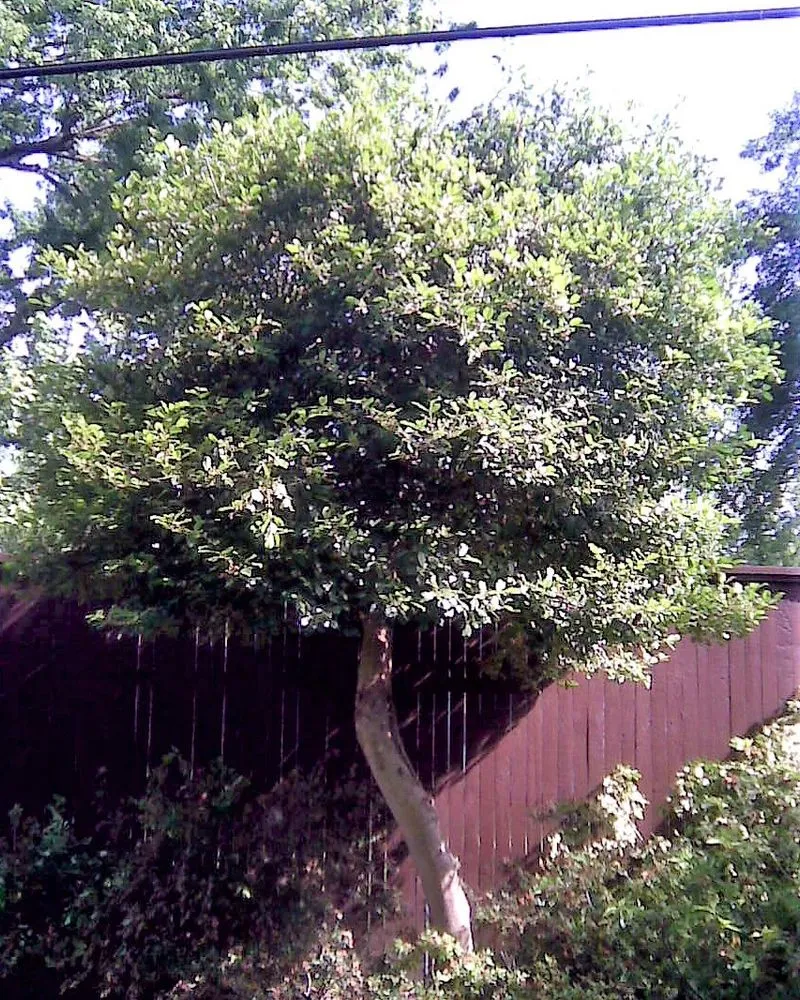 Custom landscape design in Poland, OH by Tactical Tree Care