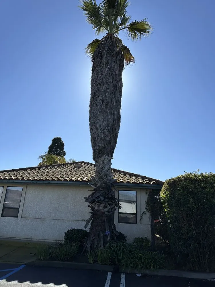 Local yard cleanup service for residential properties in Santa Maria, CA by Tactical Tree Cuts