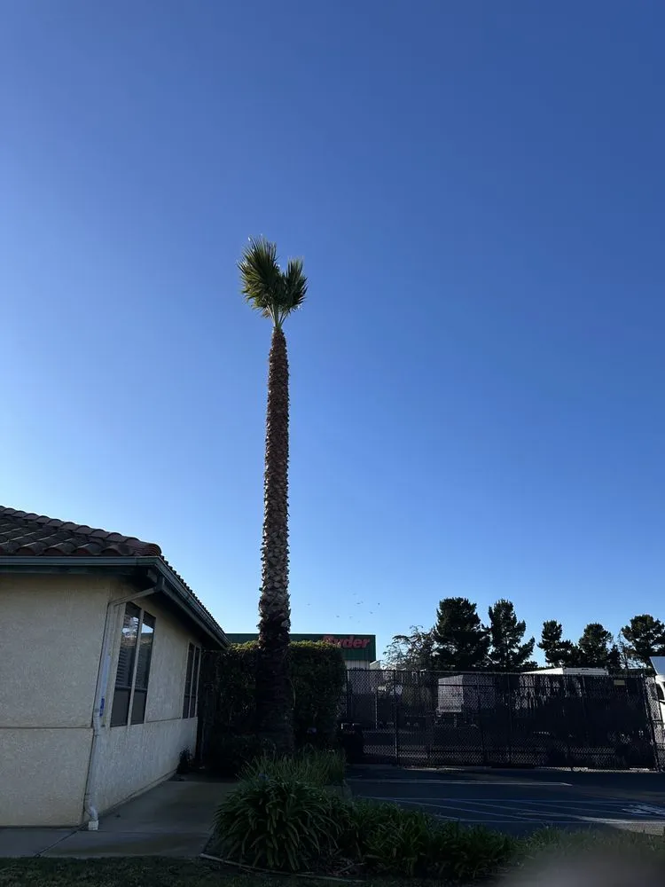 Custom yard maintenance in Santa Maria, CA - Tactical Tree Cuts