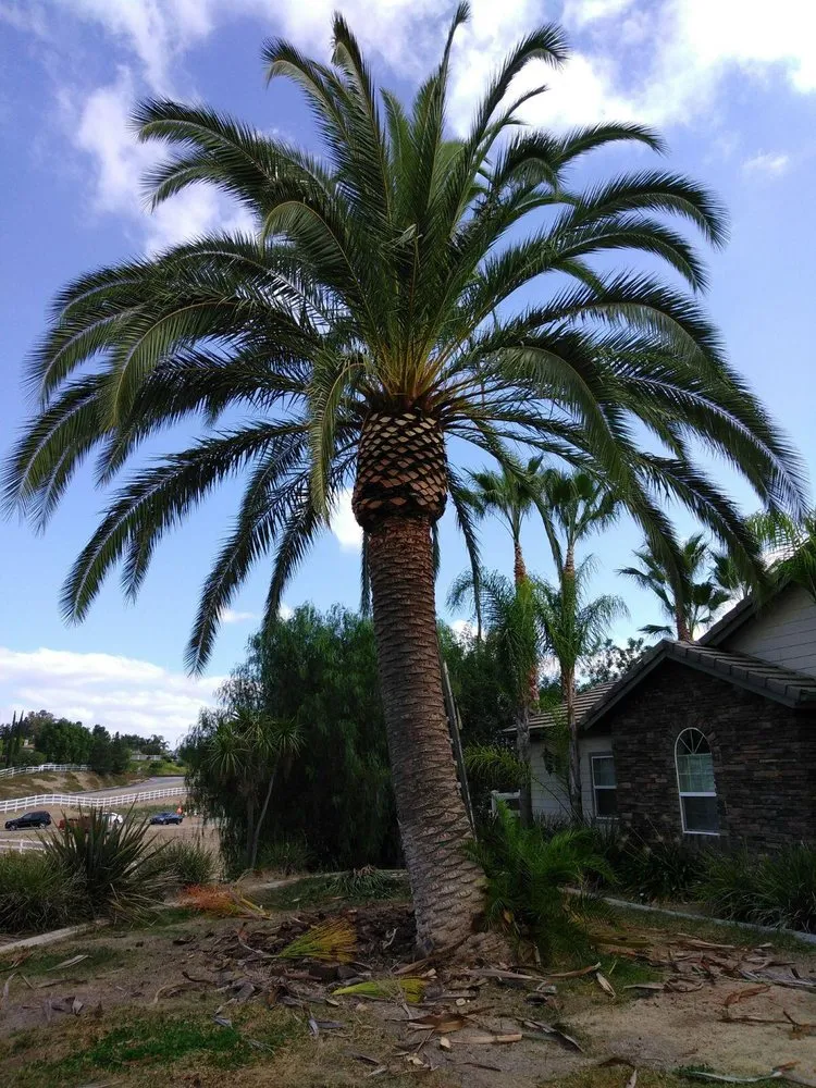 Local lawn care service in Santa Maria, CA by Tactical Tree Cuts