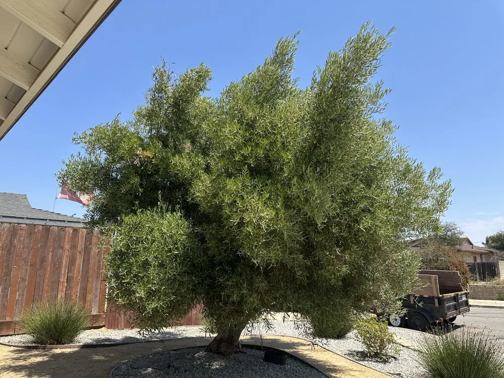 Expert garden landscaping for residential properties across Santa Maria, CA - Tactical Tree Cuts