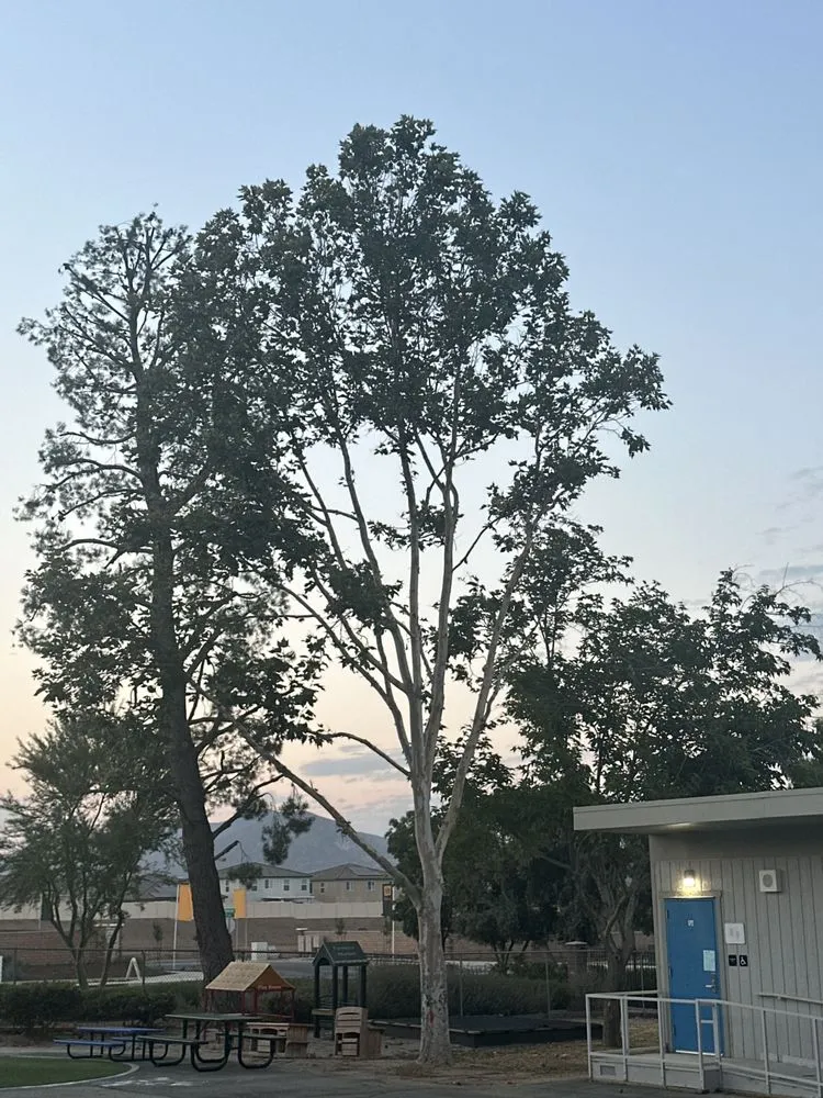 Local landscaping services experts serving Santa Maria, CA - Tactical Tree Cuts