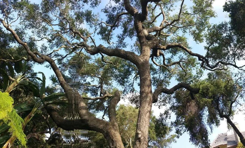 Local lawn care service experts serving Santa Maria, CA - Tactical Tree Cuts