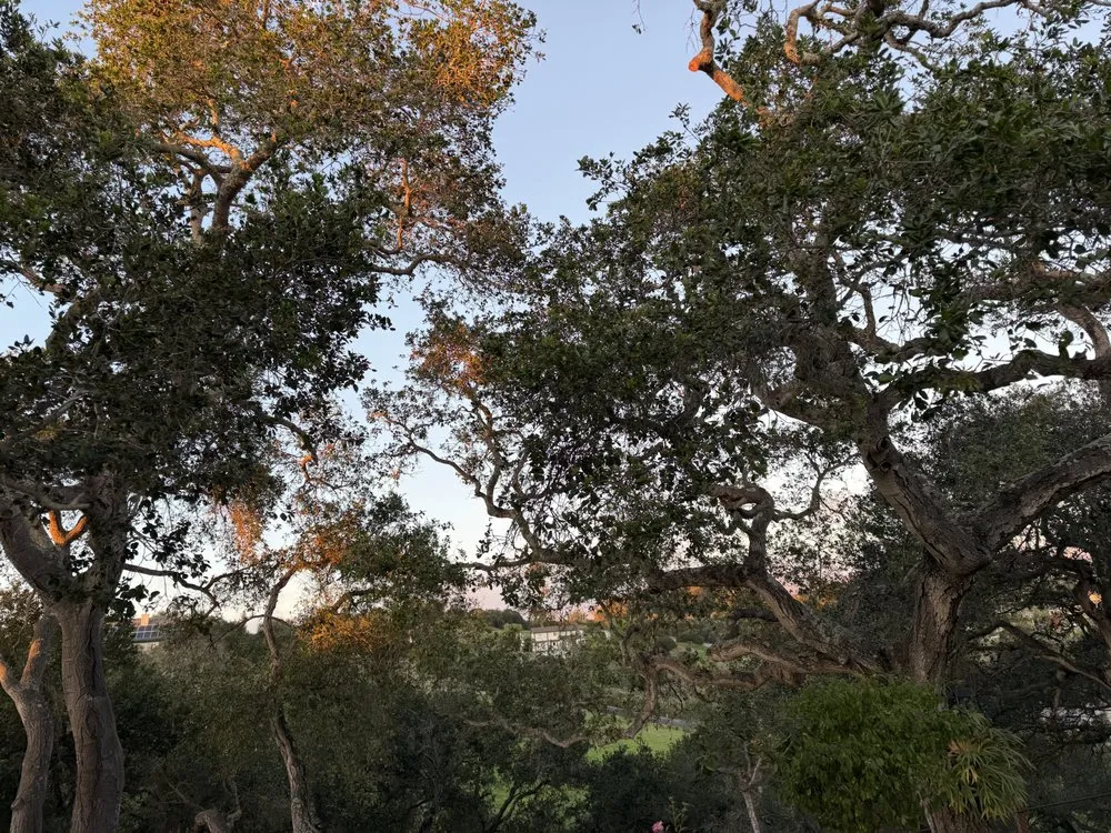 Reliable residential landscaping for year-round maintenance in Santa Maria, CA by Tactical Tree Cuts