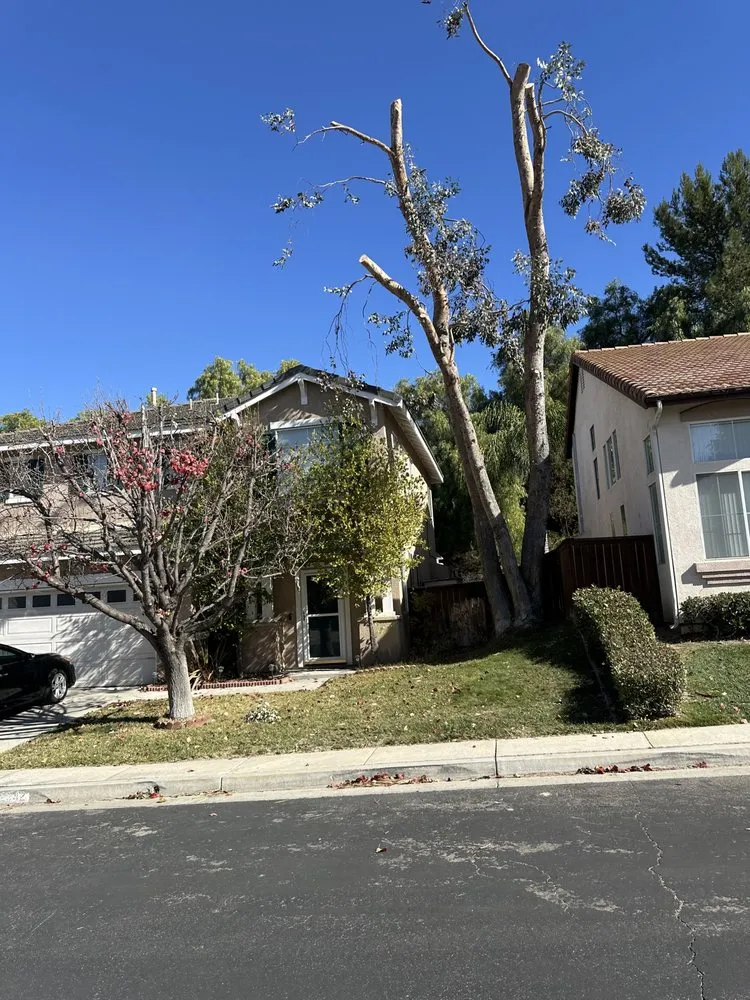 Expert landscaping services experts serving Santa Maria, CA - Tactical Tree Cuts