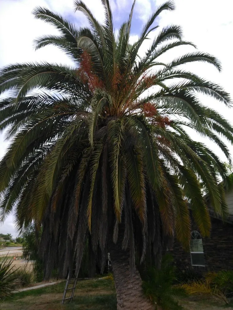 Local landscape design for residential properties in Santa Maria, CA by Tactical Tree Cuts