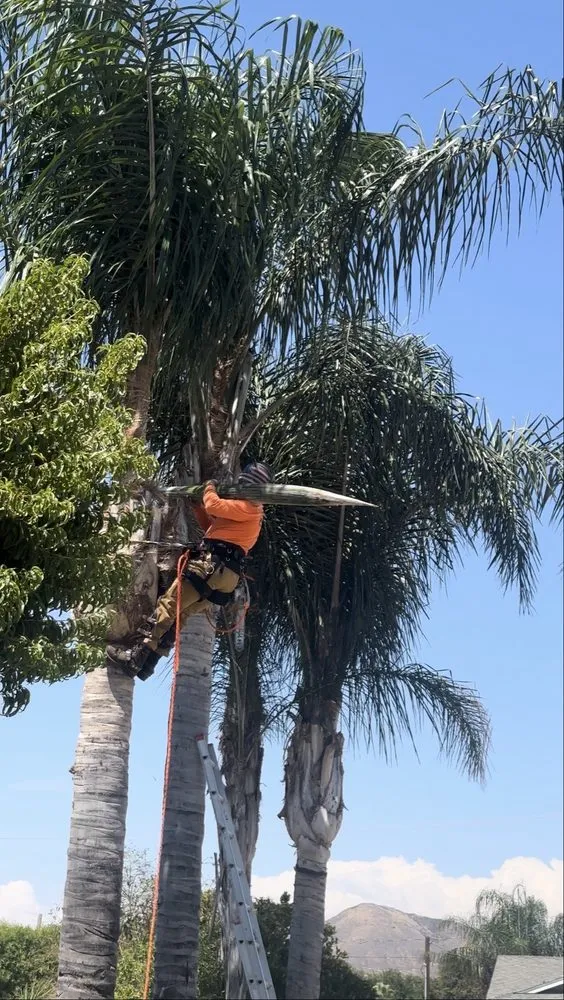 Expert yard cleanup service in Santa Maria, CA - Tactical Tree Cuts
