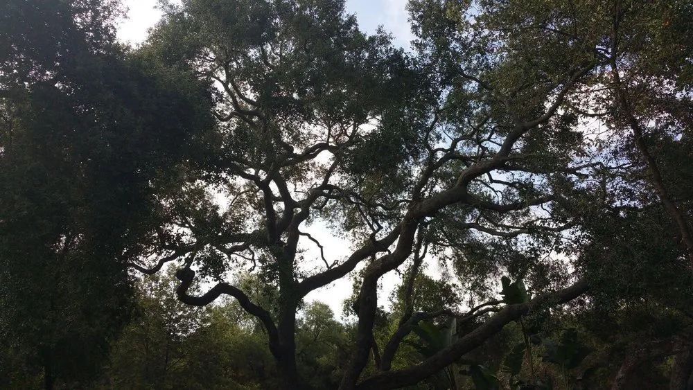 Reliable landscaping services in Santa Maria, CA - Tactical Tree Cuts