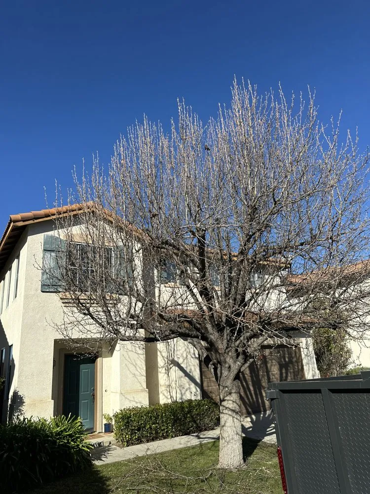 Custom landscape installation for year-round maintenance in Santa Maria, CA by Tactical Tree Cuts