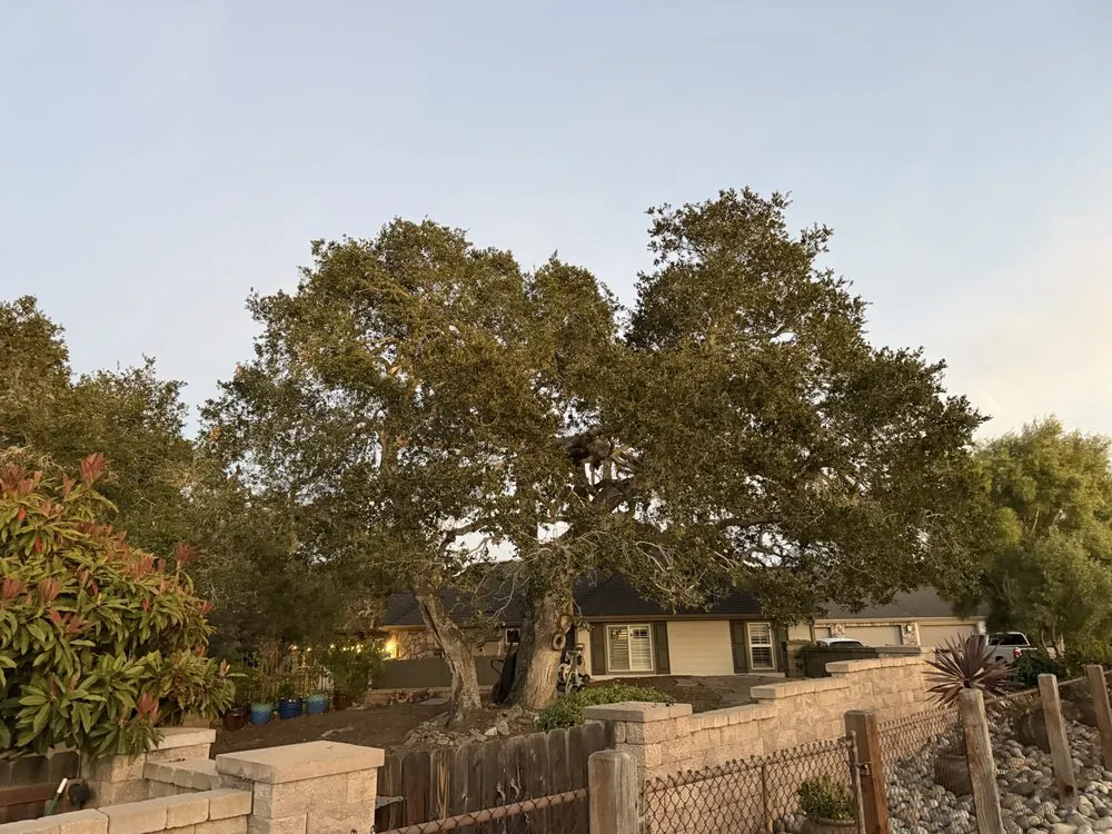 Custom landscaping services in Santa Maria, CA - Tactical Tree Cuts